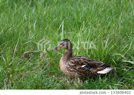 Ducks outdoors near a body of water Ducks outdoors near a body of water 133606402
