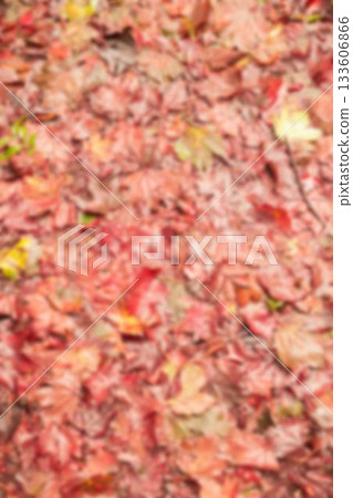 Defocused image of fallen wet leaves 133606866