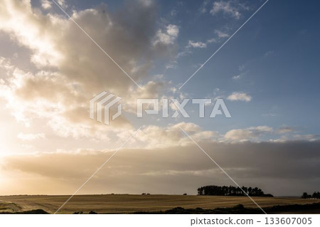 Flat design harvested field is glowing under cloudy sky, dark tree cluster is rising on horizon 133607005