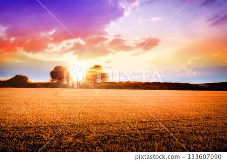 Harvested wheat field is spreading under flat design sunset, with sunburst between deciduous trees 133607090