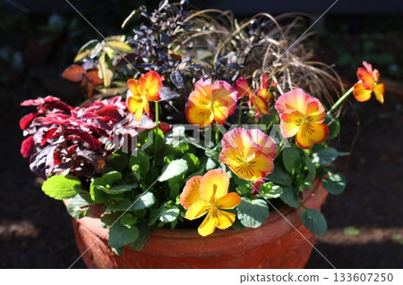 Orange viola planting 133607250