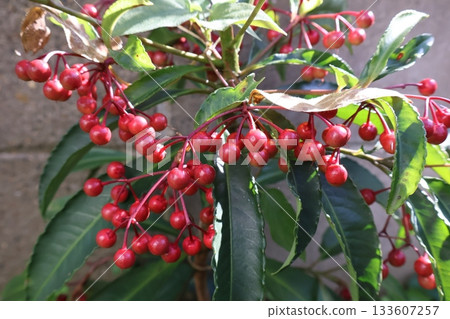 Manjo with red fruit Manjo with red fruit 133607257