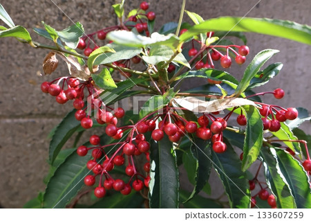 曼喬用紅色水果 133607259