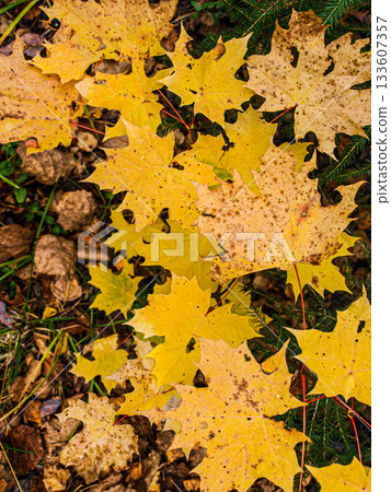 Yellow maple leaves mosaic on black background 133607357