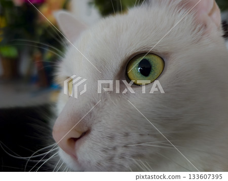 Macro portrait of a white cat with a hypnotic green eye 133607395
