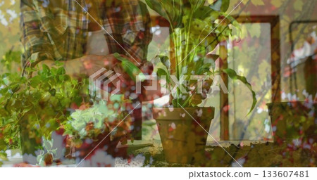 Woman in flannel shirt transferring houseplant into terracotta pot at home table, with succulents 133607481