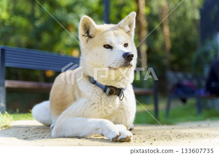 Relaxed Shiba Inu Dog Lying Down in Park 133607735