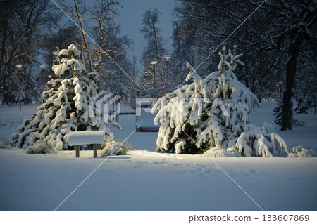 Winter Park Snowy Scene With Snow-Covered Trees, Bench, and Soft Evening Lights at Dusk 133607869