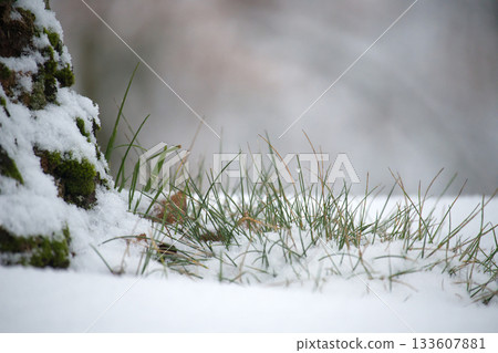 Snowy Grass And Mossy Rock Scene In Winter With Snowy Ground And Green Blades Snowy Grass And Mossy Rock Scene In Winter With Snowy Ground And Green Blades 133607881