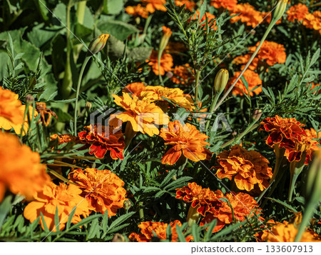 Marigold bud against the background of marigold thickets, texture in nature. Glade of medicinal marigolds  calendula 133607913