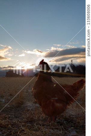 經理 Cha-chan 和 Sun.3 經理 Cha-chan 和 Sun.3 133608006