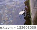 Dead bird in the city canal with water. 133608039