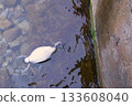 Body of dead bird at sea water after environmental disaster. 133608040