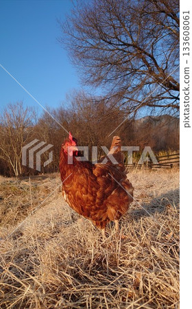 Manager Cha-chan and Asahi.11 133608061