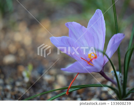 十一月盛開的紫色藏紅花真美。 133608239