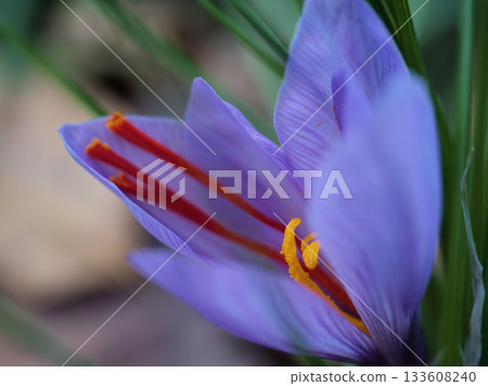 十一月盛開的紫色藏紅花真美。 133608240