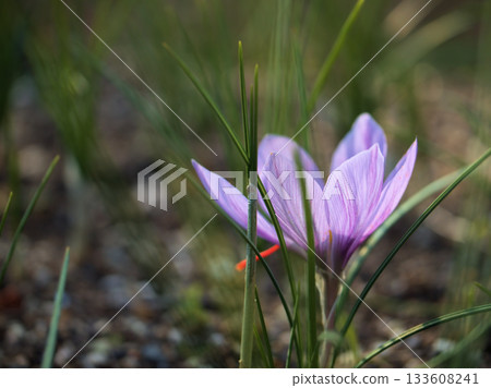 十一月盛開的紫色藏紅花真美。 十一月盛開的紫色藏紅花真美。 133608241