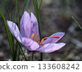 Pretty purple saffron flowers blooming in November 133608242