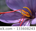Pretty purple saffron flowers blooming in November 133608243