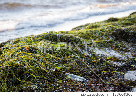 seaweed-covered Baltic Sea beach with plastic litter at the shoreline 133608303