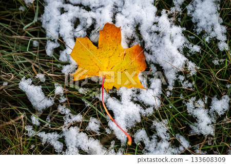 yellow autumn leaf on grass with first snowflakes 133608309