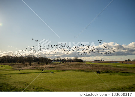 flock of birds flying over open countryside landscape 133608317