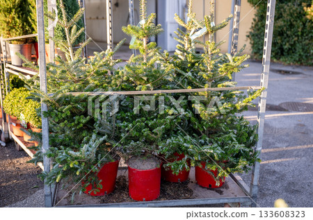 small potted christmas trees displayed on metal rack small potted christmas trees displayed on metal rack 133608323