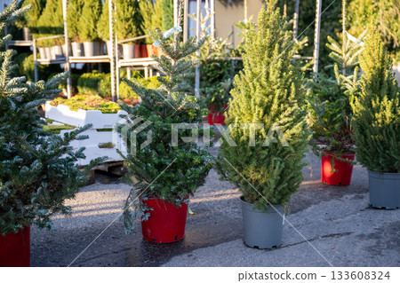 potted Christmas trees for sale at outdoor market potted Christmas trees for sale at outdoor market 133608324