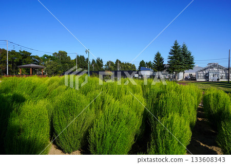 Kochia (burning grass) at the roadside station Marchen no Oka Memanbetsu 133608343