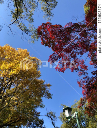 深川神社的秋葉 133608374
