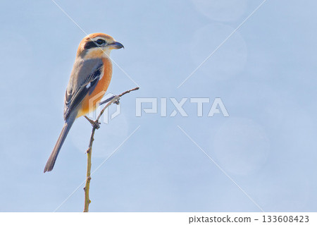 A male shrike perched on a branch by the river A male shrike perched on a branch by the river 133608423
