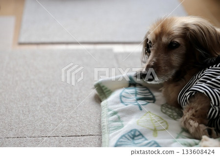 Sleepy elderly miniature dachshund lying in a dog bed 133608424