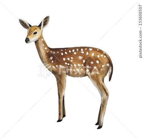 Hand drawn spotted fawn. Winter woodland baby animals clipart. Watercolor illustration. Hand drawn spotted fawn. Winter woodland baby animals clipart. Watercolor illustration. 133608507