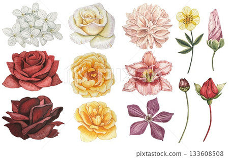 Collection with  buds and leaves. Roses, dahlia, clementis, lily. Watercolor illustration 133608508