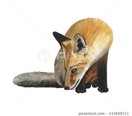 Hand drawn fox cub. Winter woodland baby animals clipart. Watercolor illustration. Hand drawn fox cub. Winter woodland baby animals clipart. Watercolor illustration. 133608511