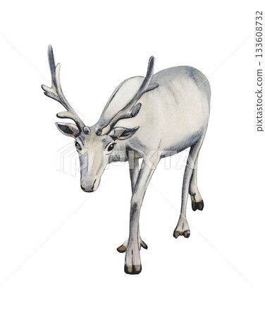 Hand drawn white  reindeer. Winter woodland animals clipart. Watercolor illustration. 133608732