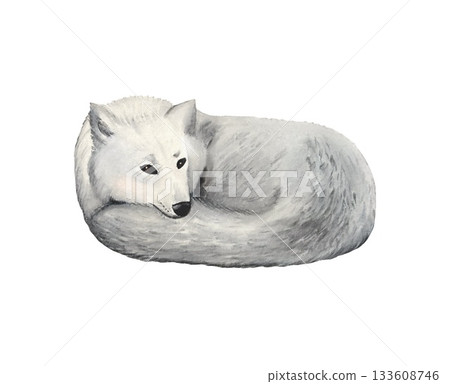 Hand drawn north white wolf. Watercolor illustration. Hand drawn north white wolf. Watercolor illustration. 133608746