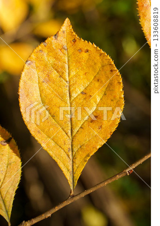 秋天的落葉 133608819