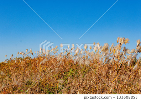 Autumn blue sky and pampas grass Autumn blue sky and pampas grass 133608853