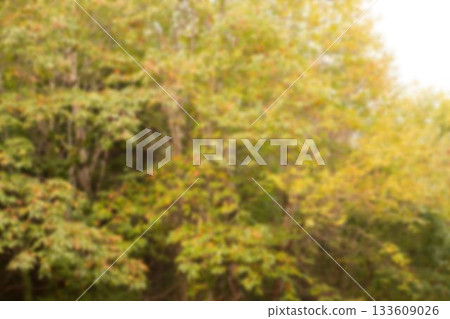 Trees growing on field against sky 133609026