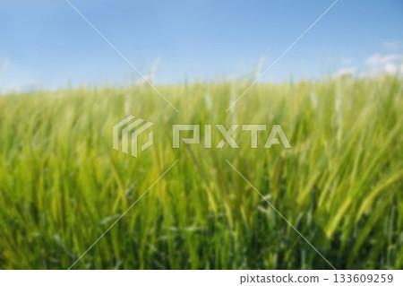 Close up of grass field against blue sky 133609259