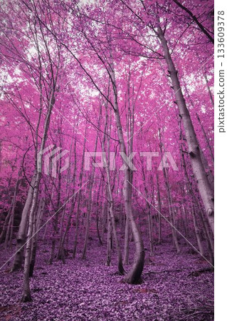 Vertical image of pink blossoming trees in a forest, with copy space 133609378