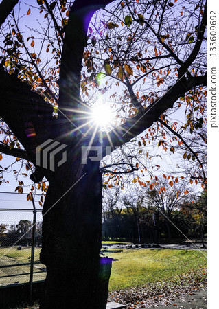 陽光照耀下，櫻花與秋葉交相輝映。 133609692