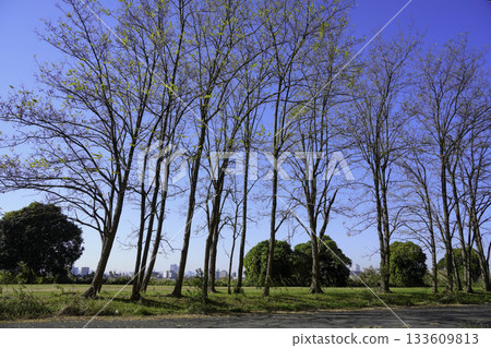 荒川河岸上的秋葉 133609813