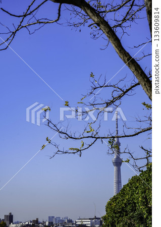 Skytree seen from the trees Skytree seen from the trees 133609814