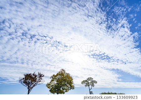 Autumn sky, clouds and trees Autumn sky, clouds and trees 133609923
