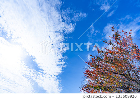 Autumn sky, clouds and trees 133609926