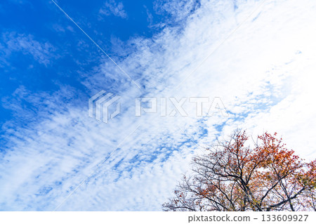 Autumn sky, clouds and trees 133609927