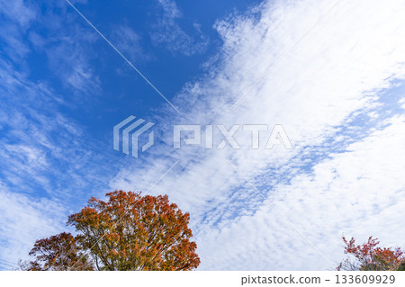 Autumn sky, clouds and trees 133609929