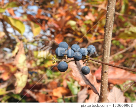 Fruit of the climbing plant "Aotsuzurafuji" that grows in autumn 133609968